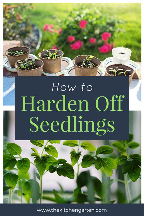 How To Harden Off Seedlings Tomato Seedlings Hardening Off Seedlings