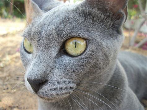 Ojos azules is a cat of medium build. cat L'OJOS AZULES - Hledat Googlem | Cool cats, Korat cat ...