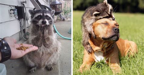 30 Pictures Proving That Trash Pandas Are The Funniest Animals In The World