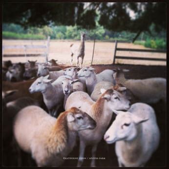 Are sheep killed for wool? Farm Confessional: What Butchering Your Animals Really ...
