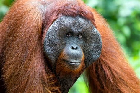 Orangutan Guide Bbc Wildlife Magazine Discover Wildlife