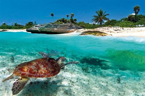 7 Best Turtle Watching Beaches In Hawaii