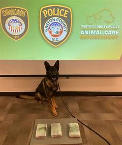 Gaston Arrest Inquiry