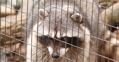 What Diseases Do Raccoons Carry