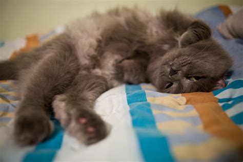 Cats with Horned Paws -- It's a Thing | Commatose.ca