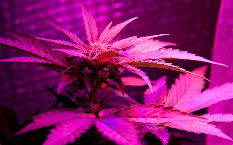 What kind of lights are used for growing weed. Just How Good Are LED Lights for Growing Cannabis? | Leafly