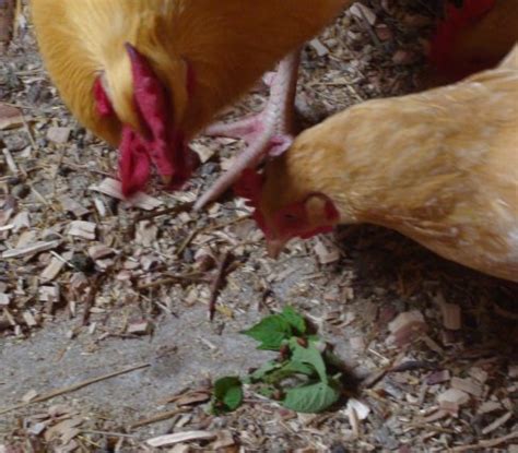 As chickens are omnivores, they can eat them without getting affected. Cooking in someone else's kitchen: June 2010