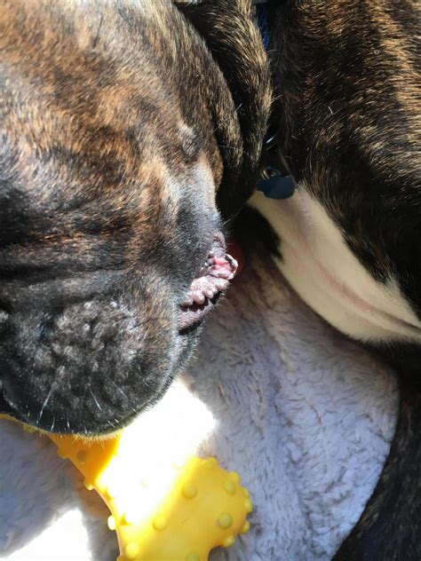 Bumps On Lower Lips Boxer Forum Boxer Breed Dog Forums
