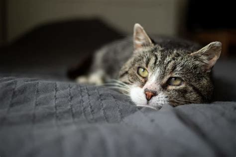 The Causes And Symptoms Of Anemia In Cats Our Portland Vets