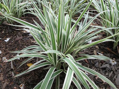 Photo Of The Entire Plant Of Variegated Flax Lily Dianella Tasmanica