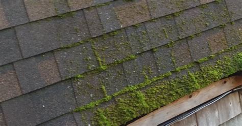 Clean And Protect Your Roof From Moss To Prevent Damage Rooftop