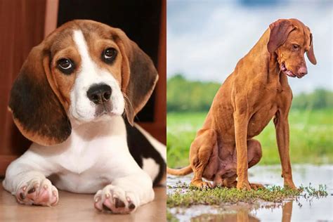 Vizsla Beagle Mix Everything You Need To Know W Pictures
