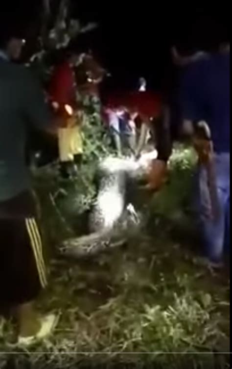 Python Swallows Indonesian Man Whole With Aftermath Caught On Video