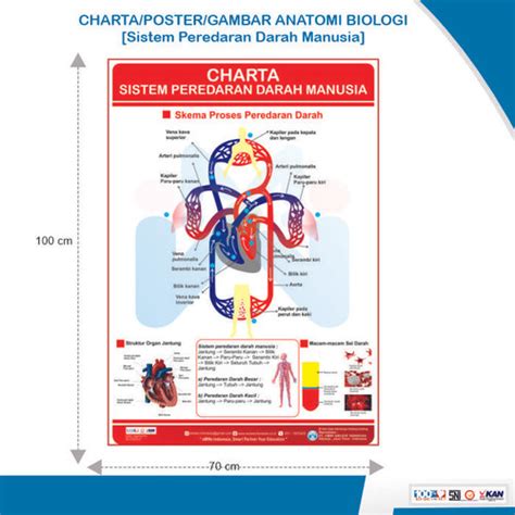 Jual Charta Gambar Poster Sistem Peredaran Darah Manusia Kab