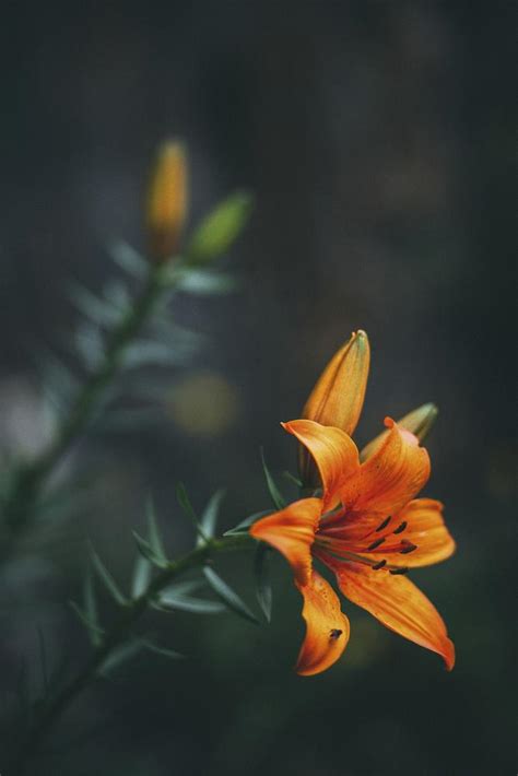 Orange Lily After The Rain Free Photo Rawpixel