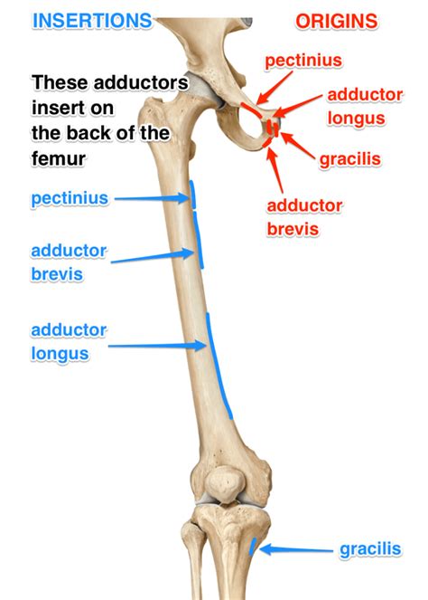 Adductors What Are The Adductor Muscles Attachments And Actions