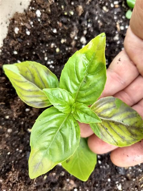 When fusarium wilt attacks banana trees, it is commonly known as panama disease. Basil fungus? - General Gardening - Growing Fruit