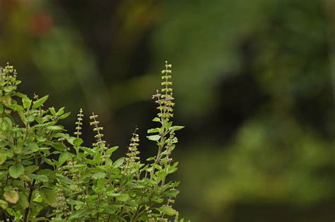Best Tulsi Plant Stock Photos Pictures And Royalty Free Images Istock