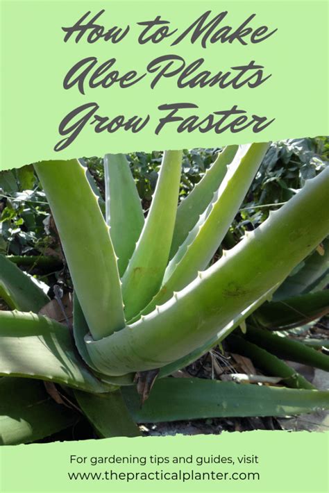 Zz plant propagation reveals an incredibly surprising plant. How Fast Do Aloe Plants Grow? (And How to Make Them Grow ...