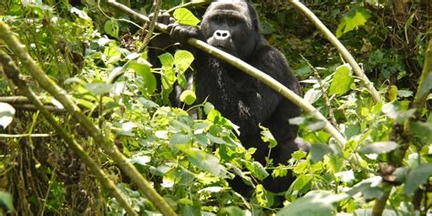 Smart Mountain Gorillas Have Learned How To Dismantle Poachers Traps