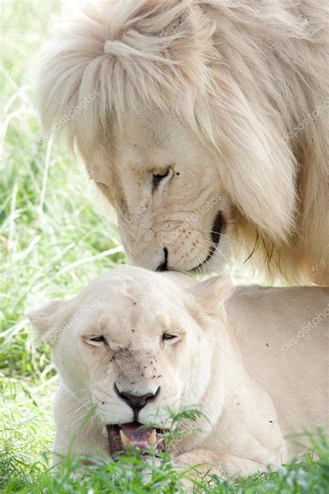 Leões Brancos Acasalando — Fotografias De Stock © Pasopvirpot 34253239