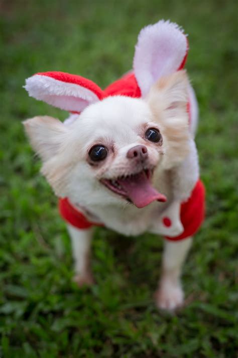World S Cutest Chihuahua Pets Lovers