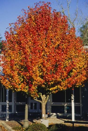 How To Grow An Ornamental Flowering Pear Tree Watters Garden Center