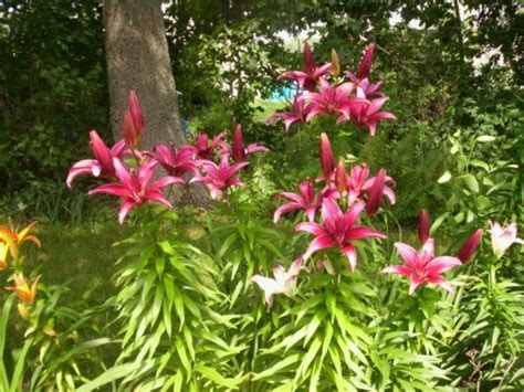 How To Grow Asiatic Lilies Dengarden