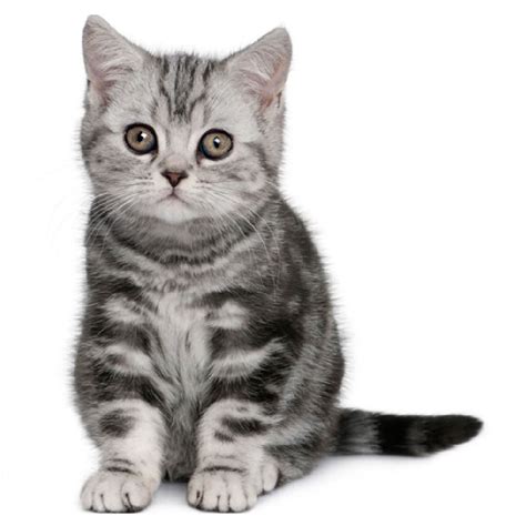 british shorthair cat cat breeds encyclopedia