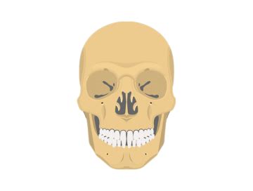 Learn anatomy faster and remember everything you learn. Skull Bones Review • Anatomy