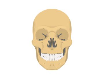 Anatomy learning showcases +6000 anatomical structures. Skull Bones Review • Anatomy
