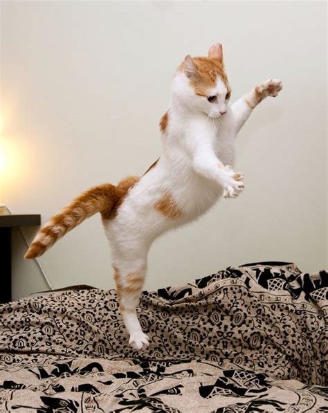 What Makes Cats Expose Their Belly Dancing Cat Crazy Cats Cute Cats