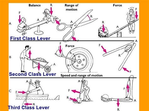 30 Awesome First Class Lever Images Muscle System Lever Image Class