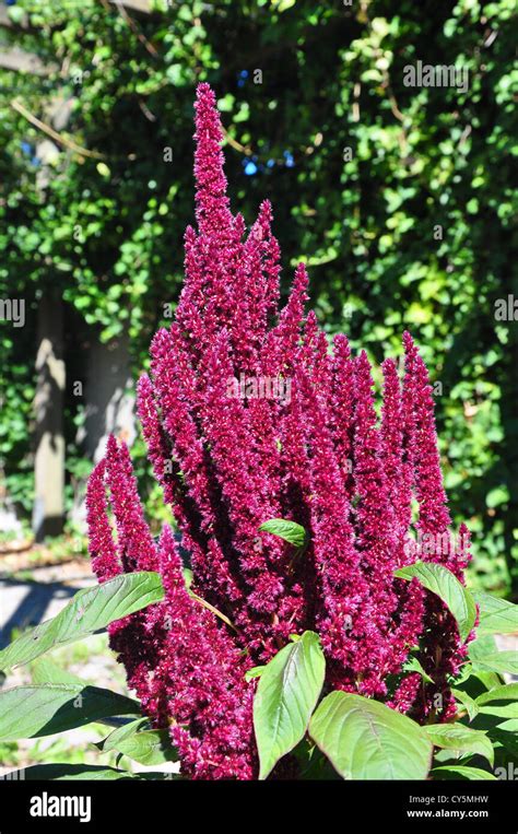 Red Amaranth Amaranthus Cruentus Stock Photo Alamy