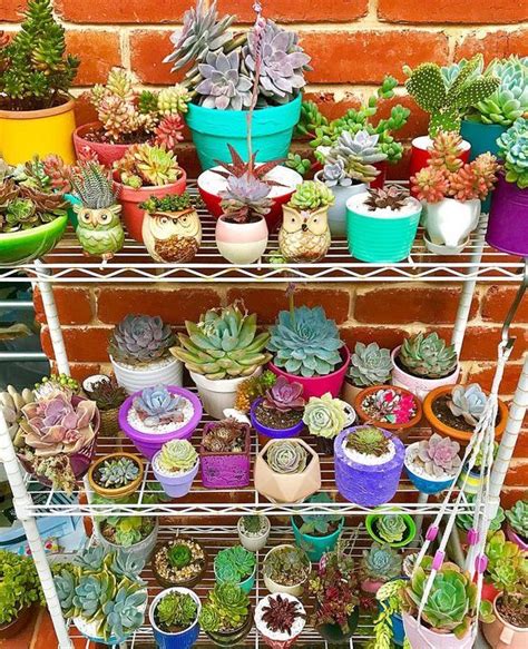 Stunning Succulent Collections That Will Make You Want Them Cactus