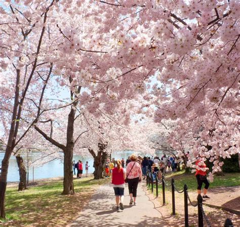 Cherry Blossoms In Washington Dc Visiting Before And During Peak Bloom