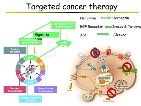 Ppt The Evolution Of Cancer Powerpoint Presentation Free Download