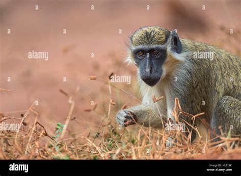 Green Monkey Chlorocebus Sabaeus Adult Feeding Bamba Tenda The
