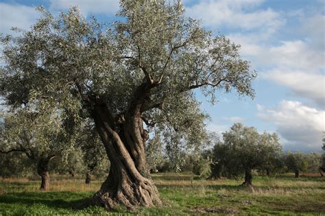 The Olive Tree Is An Evergreen Tree Native To The Mediterranean Basin