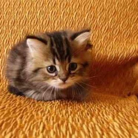 50 Best Tabbies Images On Pinterest Kittens Kitty Cats And Adorable