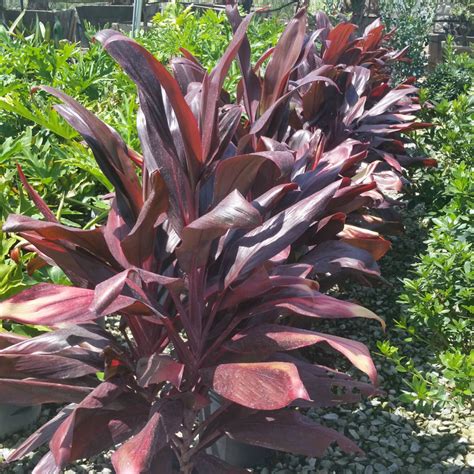 Cordyline Fruticosa Ti Plant Mid Valley Trees