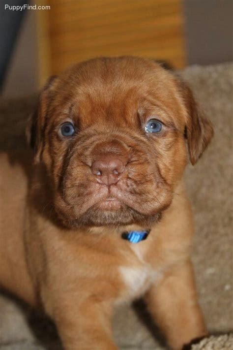 Dogue De Bordeaux Puppies For Sale 1500 If Interested Call 8502124343