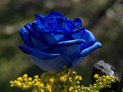 Get inspired with our handpicked collection of flower pictures hd to 4k quality available for commercial use download now for free! HD Wallpapers: Blue Roses Pictures