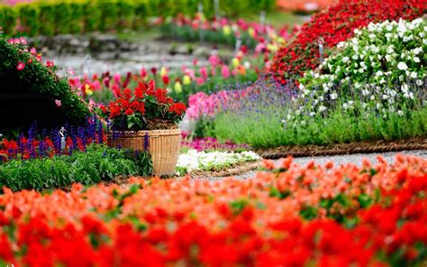 Flowers Garden Colorful Depth Of Field Baskets Red Flowers