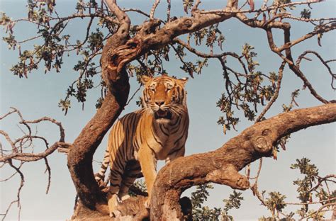 Bengal Tiger On Oak Tree By Bruno Tartaglione