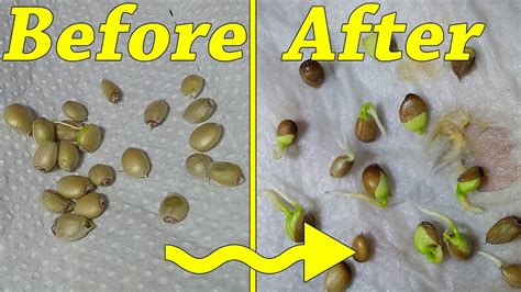 How To Sprout Lemon Seeds Paper Towel Method Youtube