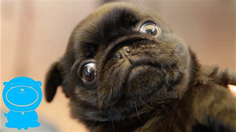 Pug Puppies Are Magical Mega Cute Compilation Youtube