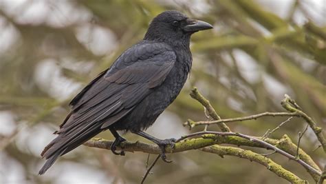 Rook, crow or raven? How to tell them apart - Woodland Trust
