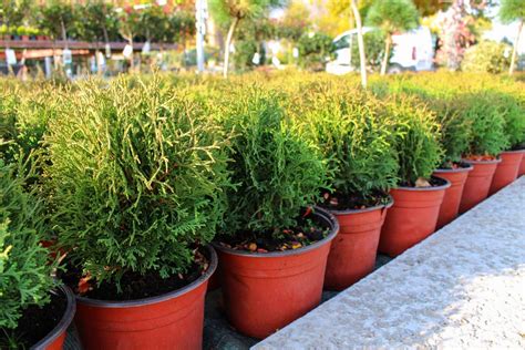 Thuja Occidentalis Tiny Tim Foja Landscaping