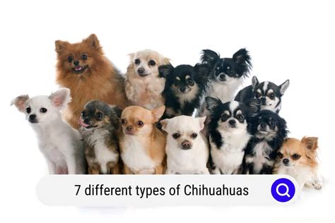 5 Different Types Of Chihuahuas With Photos Unianimal
